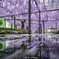 Wisteria flow