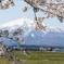 岩木山と桜