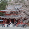 長野旅 桜の名所