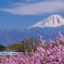 平成最後のお花見