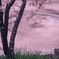 桜の花筏タイフーン