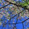 麓の花