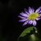 花1