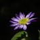 花2
