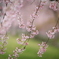 桜色
