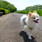 お散歩