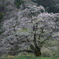舞桜