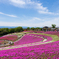 芝桜