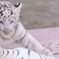 宇都宮動物園 ホワイトタイガーの赤ちゃん