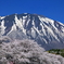 小岩井農場 - 桜2