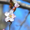 桜2