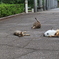 ごろごろ