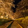 廃線跡の夜桜