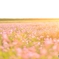 夕陽とレンゲ畑