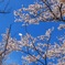 舞う花びらは難しい
