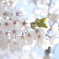 五稜郭公園の桜