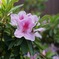 公園の花