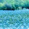 lightblue♪