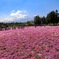 富士芝桜まつり