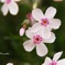 芝桜2019