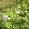 祖父レンズ FL50 f1.8