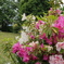 公園の花2