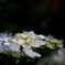 掛川　加茂荘花鳥園　9