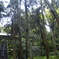 横浜 熊野神社 鳥居と木々