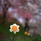 桜の下に