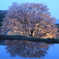 天王桜