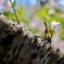 spring out !!