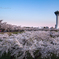 Goryoukaku　Park　3