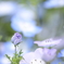 紫の薔薇の人