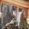 山…？