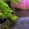 雨の青もみじ-大山寺