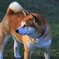 柴犬と芝生