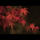 紅 葉