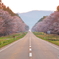 静内二十間道路桜並