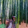 雨の竹道