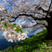 弘前　ー　堰堤の桜