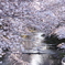 桜の名所、恩田川