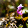 カタクリの花