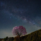 桜銀河～野平の一本桜～　*ソフトフィルターあり
