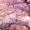 函館 桜ヶ丘通り