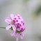 昼花10