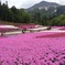 芝桜