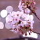 18年目の桜
