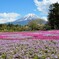 富士芝桜祭り