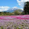 富士芝桜祭り