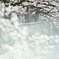 spring for tokyoites 2019